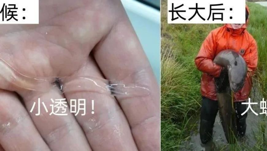 香港最准的公开资料2025年,仙台有树 处处吻,成语解释落实可能存在的问题_游戏版V13.30